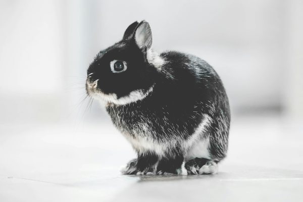 Lapin noir et blanc photographié à l’intérieur
