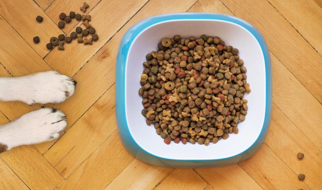 Gamelle de croquettes vue du dessus, à côté des pattes d’un chien sur un parquet.