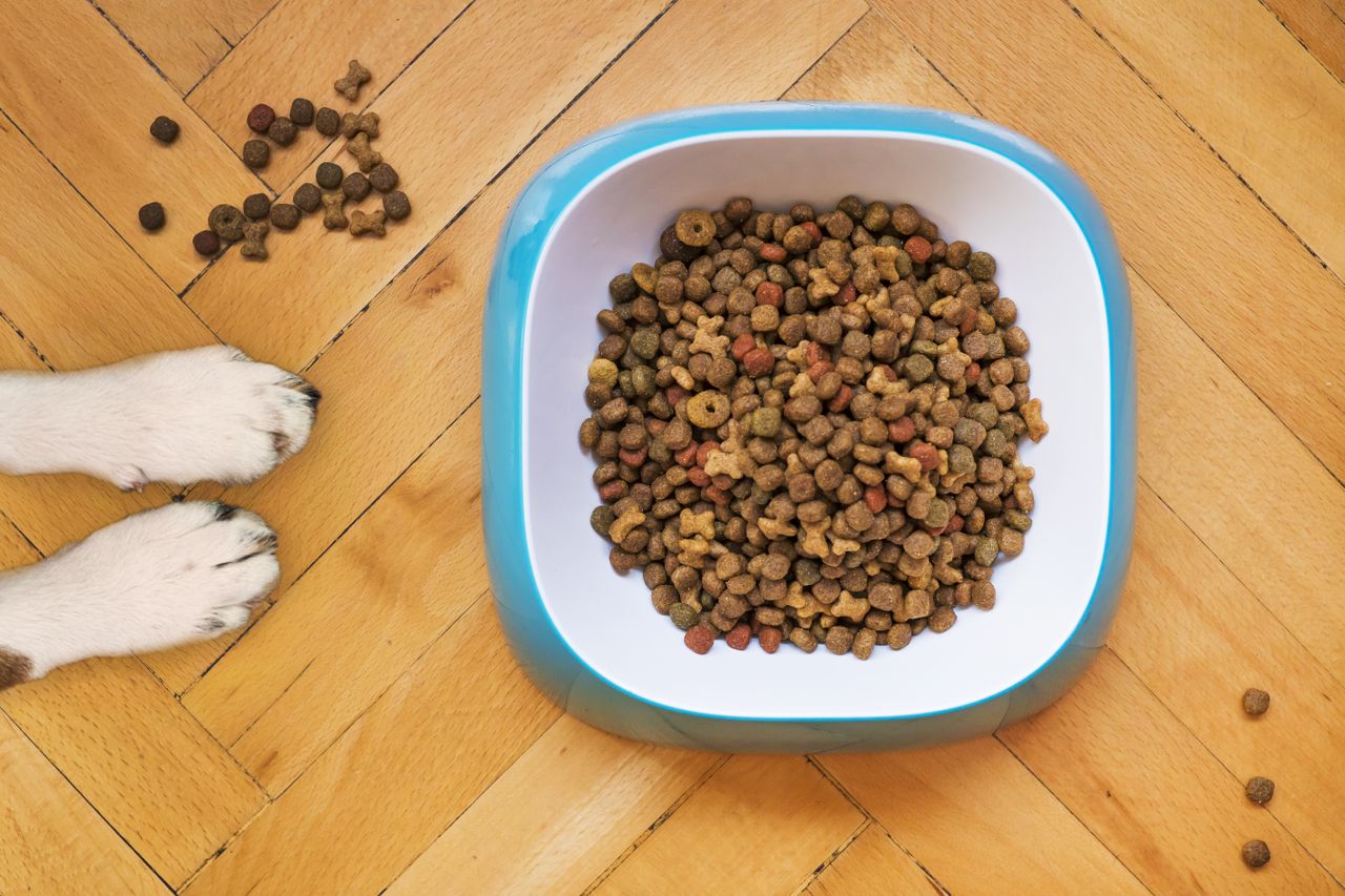 Gamelle de croquettes vue du dessus, à côté des pattes d’un chien sur un parquet.