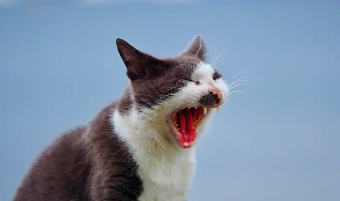 Chat noir et blanc en train de bâiller, la bouche ouverte.