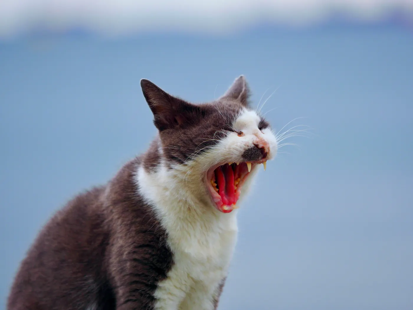 Chat noir et blanc en train de bâiller, la bouche ouverte.