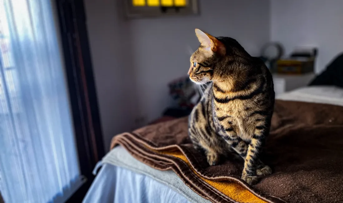 Un chat au pelage tacheté est assis sur un lit et regarde vers la fenêtre.