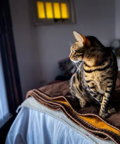 Un chat au pelage tacheté est assis sur un lit et regarde vers la fenêtre.