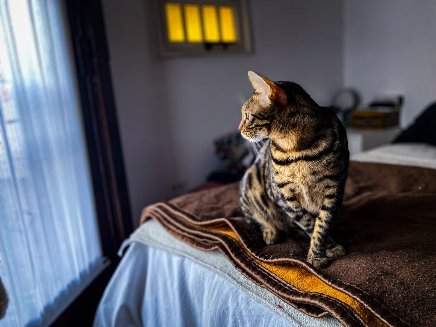 Un chat au pelage tacheté est assis sur un lit et regarde vers la fenêtre.
