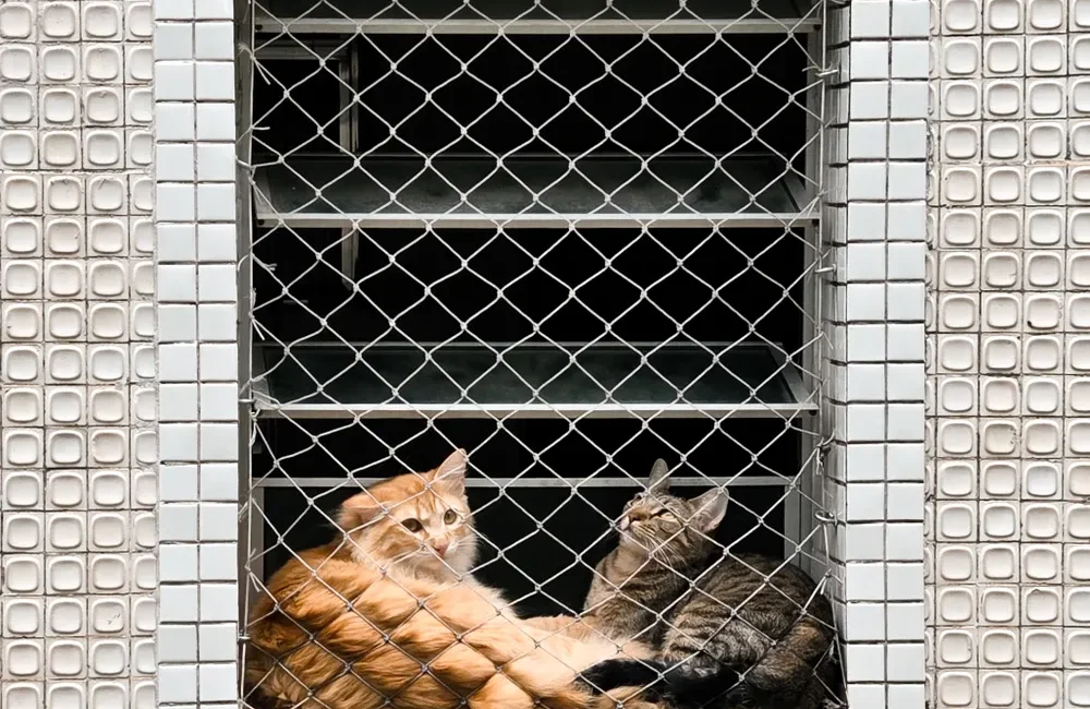 Deux chats, l’un roux et l’autre tigré, se reposent sur un rebord de fenêtre derrière un filet.