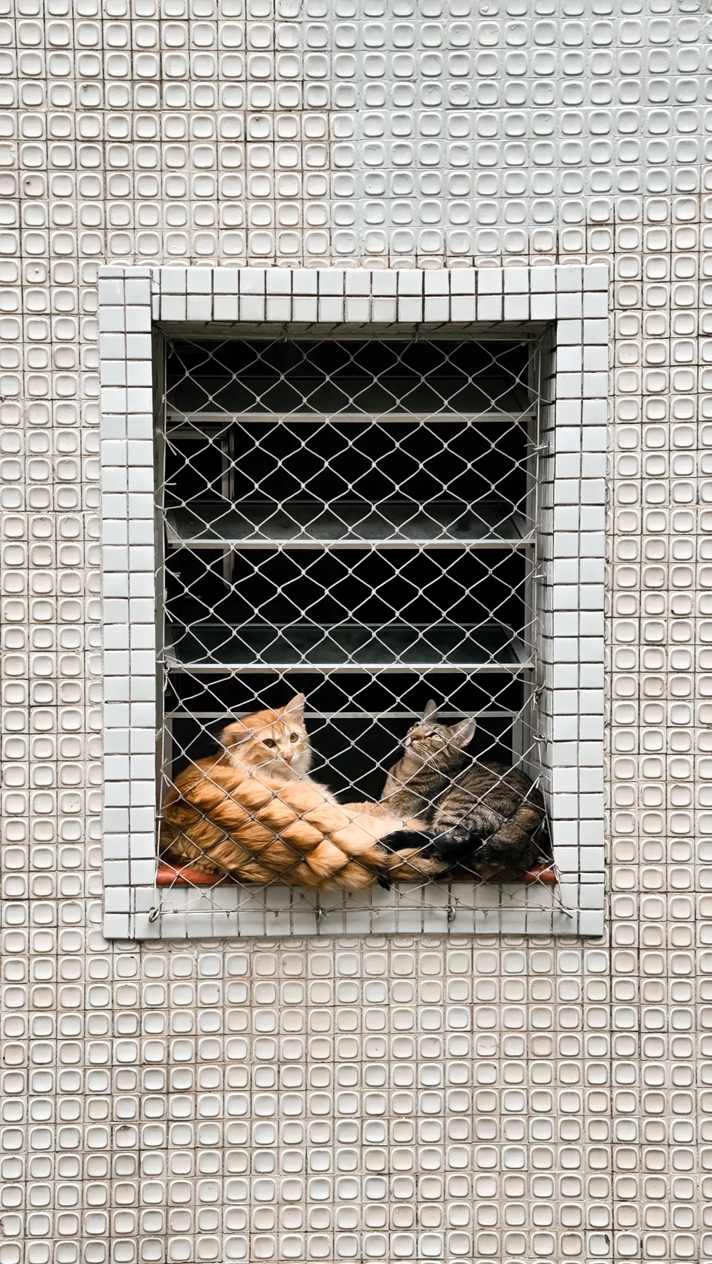 Deux chats, l’un roux et l’autre tigré, se reposent sur un rebord de fenêtre derrière un filet.