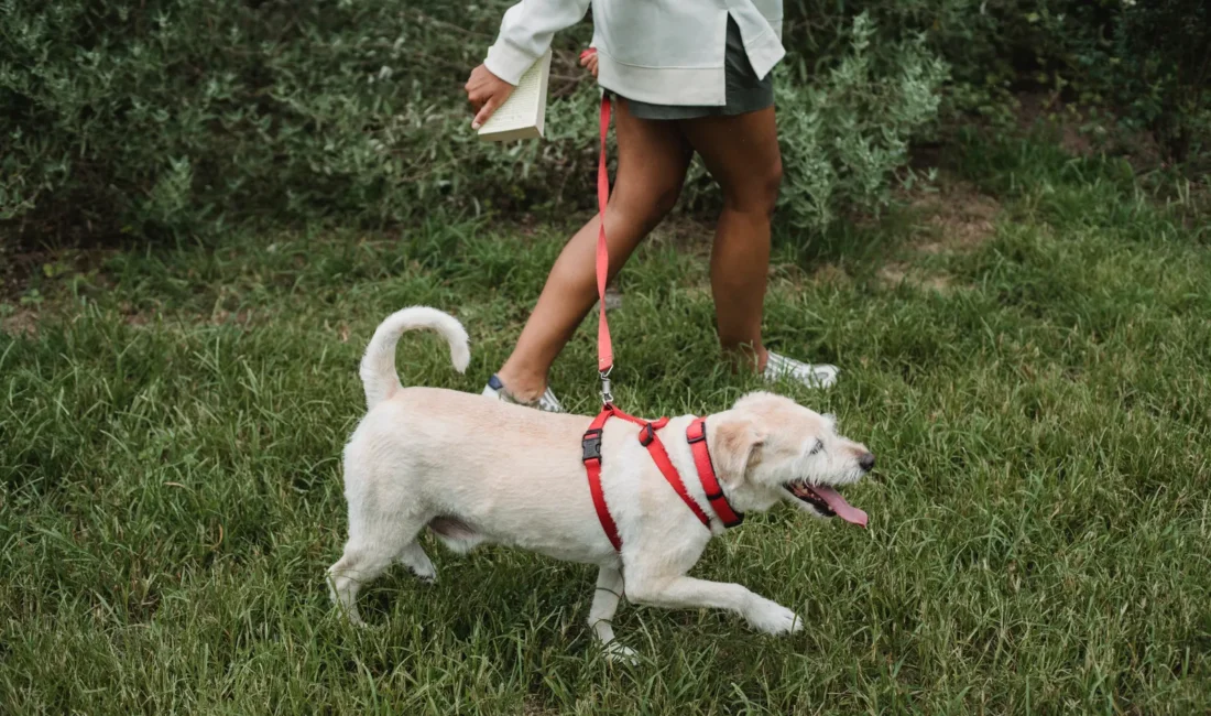 Un chien blanc portant un harnais rouge se promène en laisse avec une femme dans un parc.