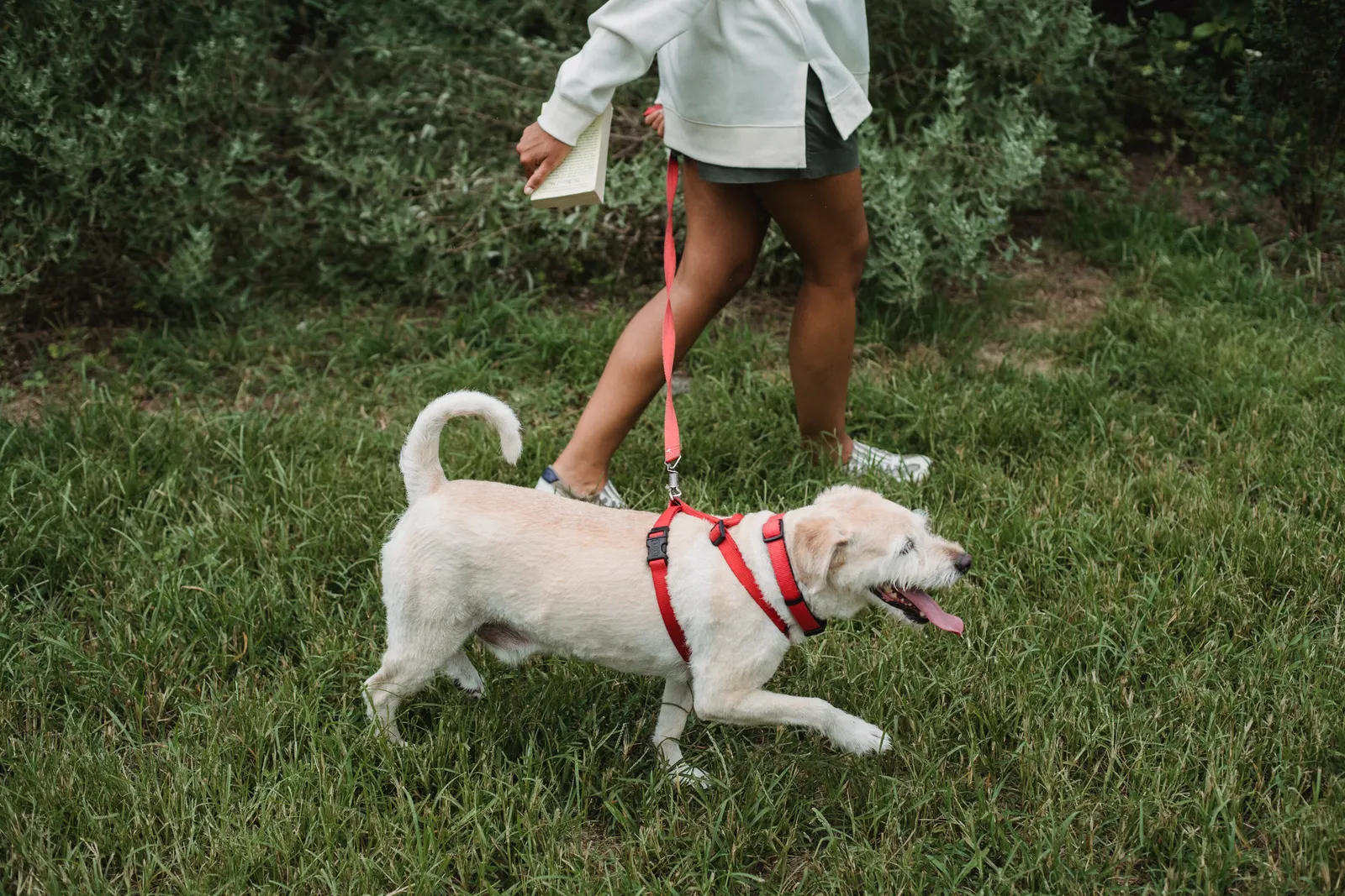 Un chien blanc portant un harnais rouge se promène en laisse avec une femme dans un parc.
