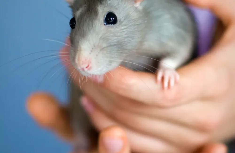 Un rat domestique gris au museau clair se tient dans les mains d’une personne.