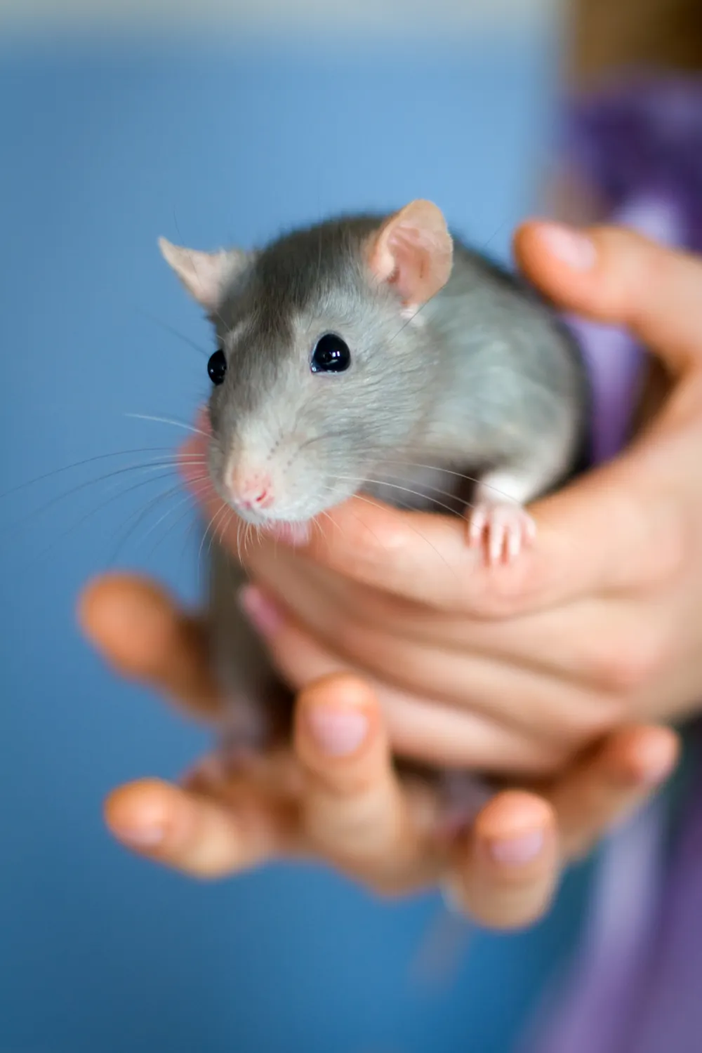 Un rat domestique gris au museau clair se tient dans les mains d’une personne.