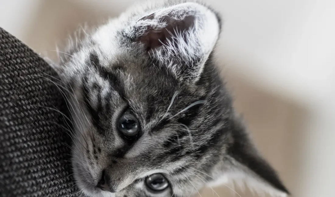 Un chaton gris tigré observe par-dessus le bord d’un canapé en tissu.