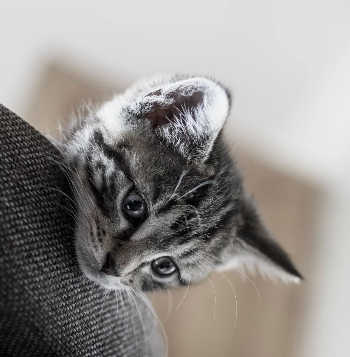 Un chaton gris tigré observe par-dessus le bord d’un canapé en tissu.